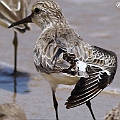 Broad billed Sandpiper Adult Primary moulting (old P8-10)<br />Canodn EOS 7D + EF400 F5.6L